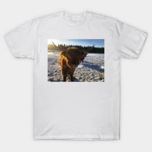 Scottish Highland Cattle Bulls 1938 T-Shirt